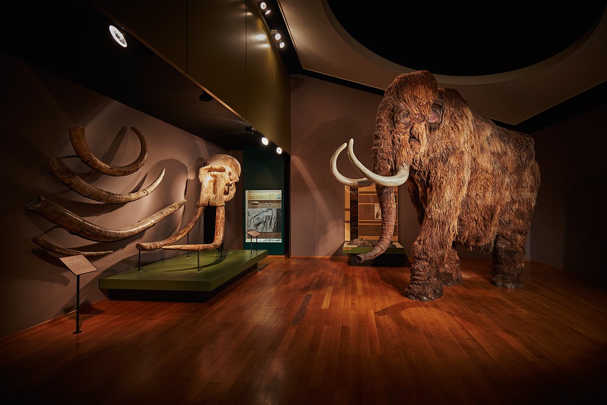 Dauerausstellung Mammut und Säbelzahntiger - Naturhistorisches Museum Basel © Gregor Brändli